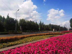 扮靚外環(huán)道路，花意盎然迎“雙節(jié)”